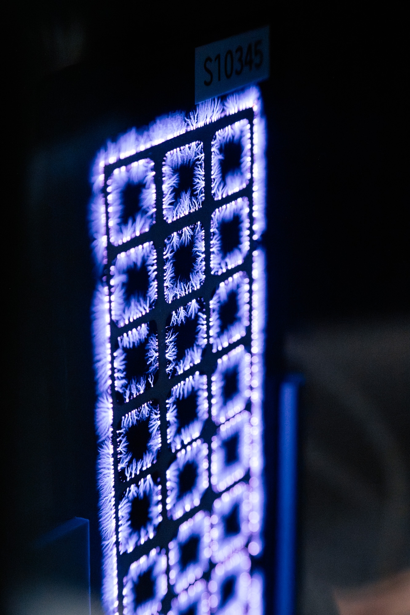 enaDyne: Glowing plasma